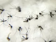 Em Uberlândia, número de casos de dengue em 2022 j