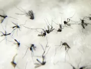 Uberlândia registra 77 casos prováveis de dengue n