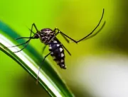 Número de mortes por dengue chega a 10 em Uberlând
