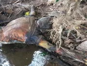 Corpo em decomposição é encontrado no Rio Uberabin