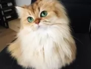 
Vídeo: gato mais bonito do mundo impressiona inte