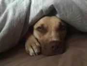
Vídeo: cão aterrorizado após ser abandonado por d
