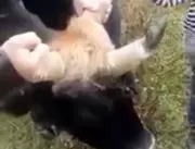 
Vaca se torna atração após nascer com três chifre