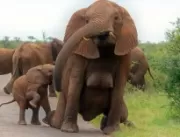 
Elefante fêmea surpreende fotógrafa por causa de 
