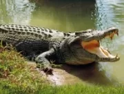 
Crocodilo morde pé de jovem que acampava próximo 