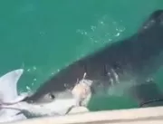 
Vídeo chocante flagra tubarão leopardo sendo devo