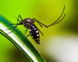Número de mortes por dengue chega a 10 em Uberlând