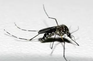 Idoso de 83 anos morre por chikungunya em Uberlând