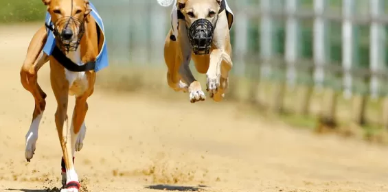 Lei que proíbe realização de corrida de cães em Ub