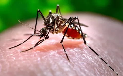Os mosquitos te picam por que seu sangue é doce?