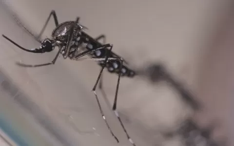 Mais um óbito por dengue é confirmado em Uberlândi