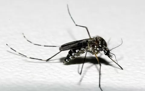 Idoso de 83 anos morre por chikungunya em Uberlând