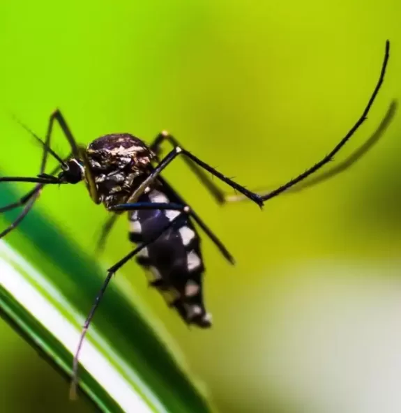 Mortes por dengue e chikungunya aumentam em Uberlâ