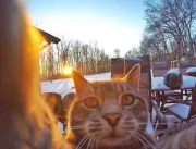 Esse gato tira selfies melhor do que muita gente
