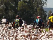 Trilha de bike desbrava o algodão no Cerrado