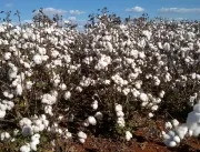 Fazenda de Patrocínio recebe Dia de Campo do algod