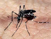 Mosquito transgênico contra dengue será trazido a 