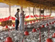 MG conclui ação contra a gripe aviária