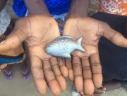 ONG combate anemia com peixinho de ferro