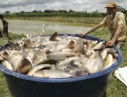 Estado avança na criação de peixes