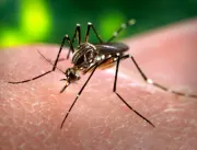 Imunidade adquirida com a dengue pode proteger con