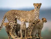 Pesquisadores sugerem considerar guepardo como esp
