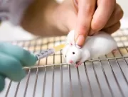 Teste de cosméticos em animais está perto de ser p