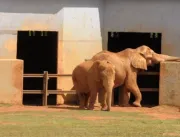 Elefante que morreu em Brasília pode ter sido enve