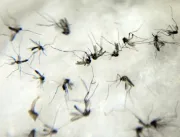 Justiça autoriza empresa a comercializar Aedes aeg
