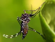 Dengue evolui rápido e exige pronta atenção