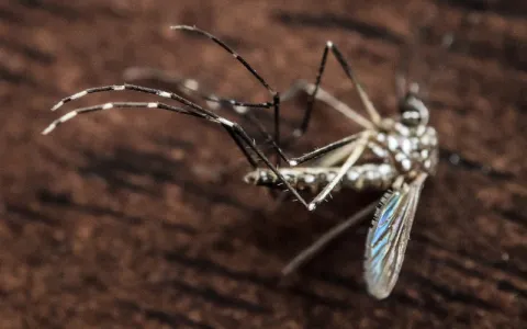 Dengue pode ser barreira para zika