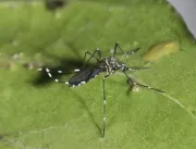 Município confirma primeira morte por dengue em Ub