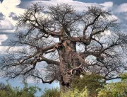 Baobás gigantescos transformam visitantes em minia