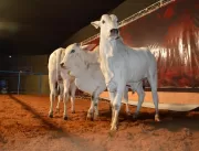 Camaru sedia leilão com 3 mil bovinos em Uberlândi