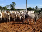 Polícia Civil recupera parte de rebanho bovino rou