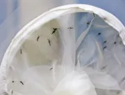 Chega a 18 número de mortes por dengue em Uberlând