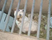 Bombeiros resgatam cachorro preso em bueiro em Ube