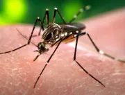 Orégano e cravo podem matar larva do Zika vírus