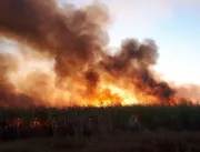 ​Incêndio atinge cerca de 500 hectares de plantaçã
