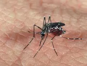 Zika vírus chegou ao Brasil em 2013, segundo pesqu