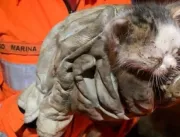 Gata filhote é resgatada após três dias presa em e