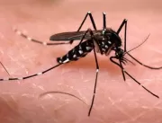 Chikungunya: Pernambuco já registrou 12 mortes