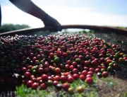 Preço do café aumenta 15,36% nos últimos meses em 