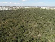 Conselho ambiental aprova corte de 3,2 mil árvores