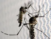 Uberlândia tem 1.442 casos confirmados de dengue, 