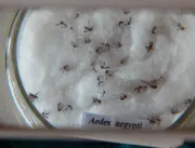 Boletim aponta 107 novos casos prováveis de dengue