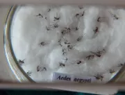 Uberlândia chega a 4,2 mil notificações de dengue 