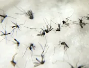 Em Uberlândia, número de casos de dengue em 2022 j