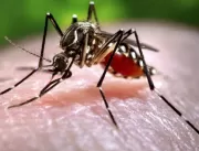 Zika vírus brasileiro chega à África