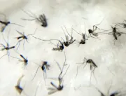Uberlândia registra 77 casos prováveis de dengue n